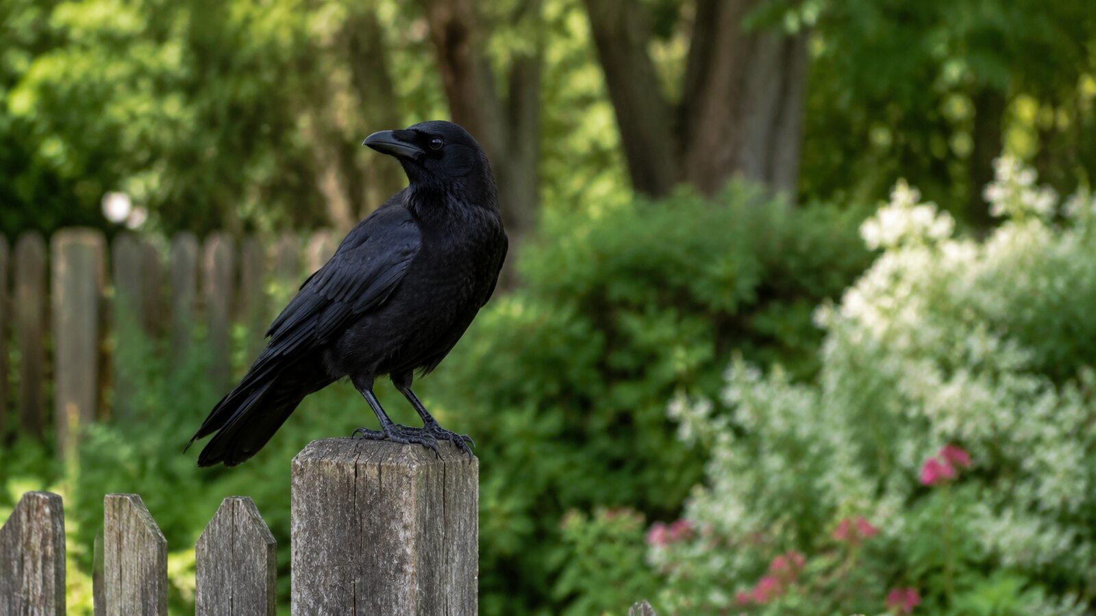 American Crow watching a garden from a weathered fence post