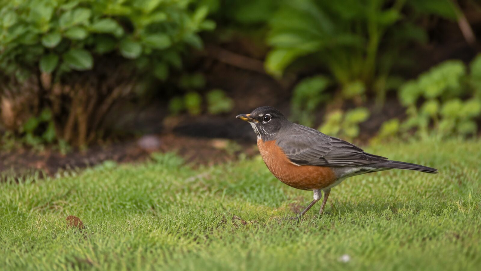 American Robin searching a green lawn at a woodland edge