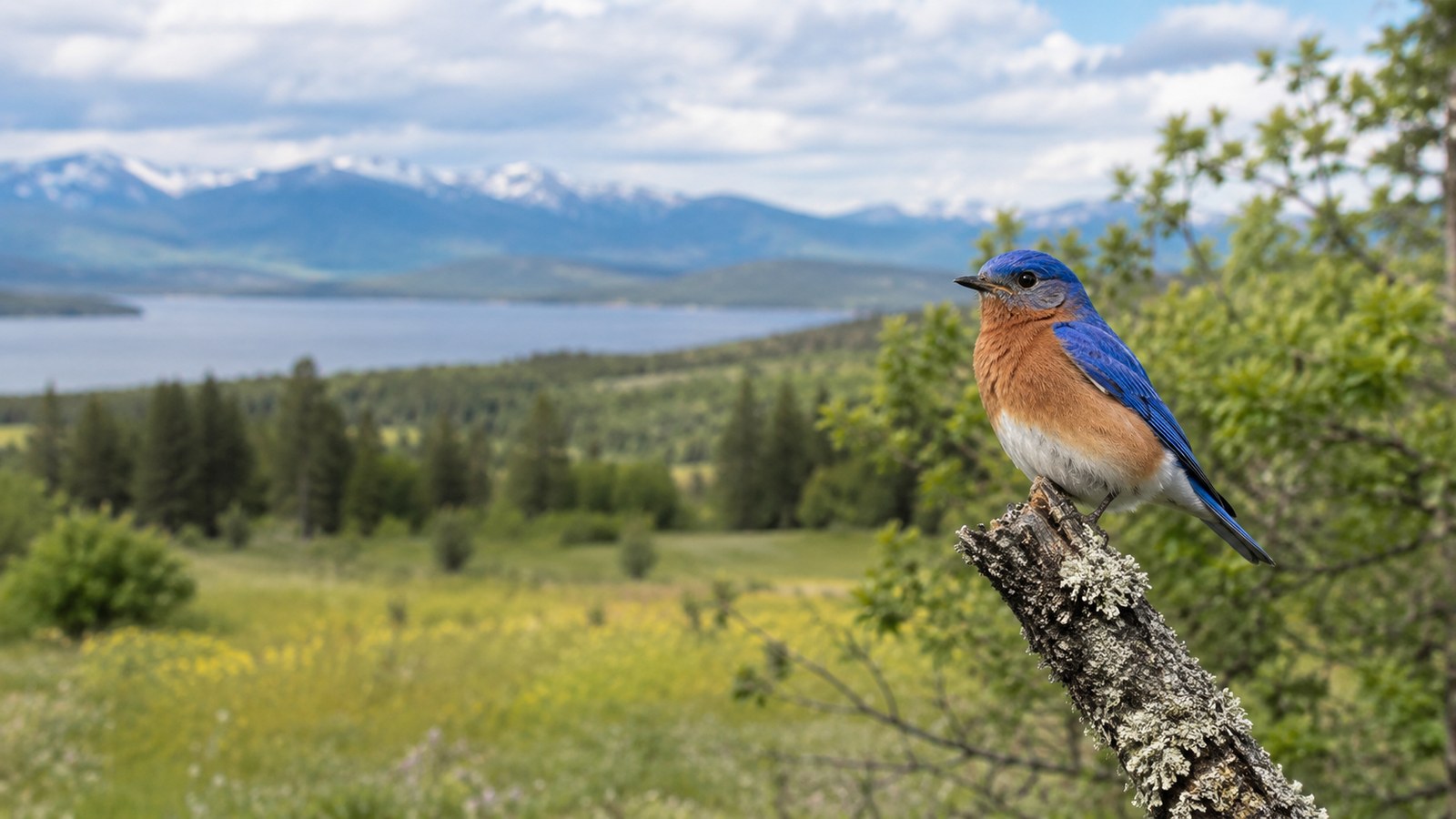 Bluebird overlooking a lake and mountain landscape for North American birds by region