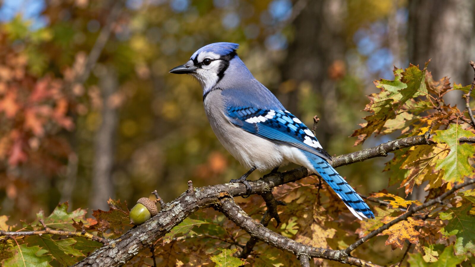 Blue Jay perched beside oak leaves and an acorn in autumn