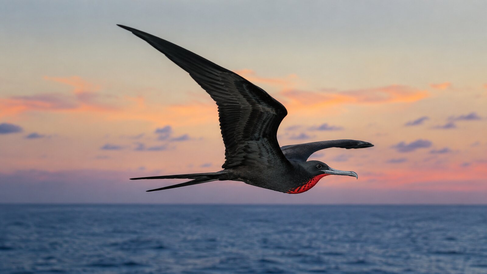 A wild frigatebird soaring over open ocean under an evening sky
