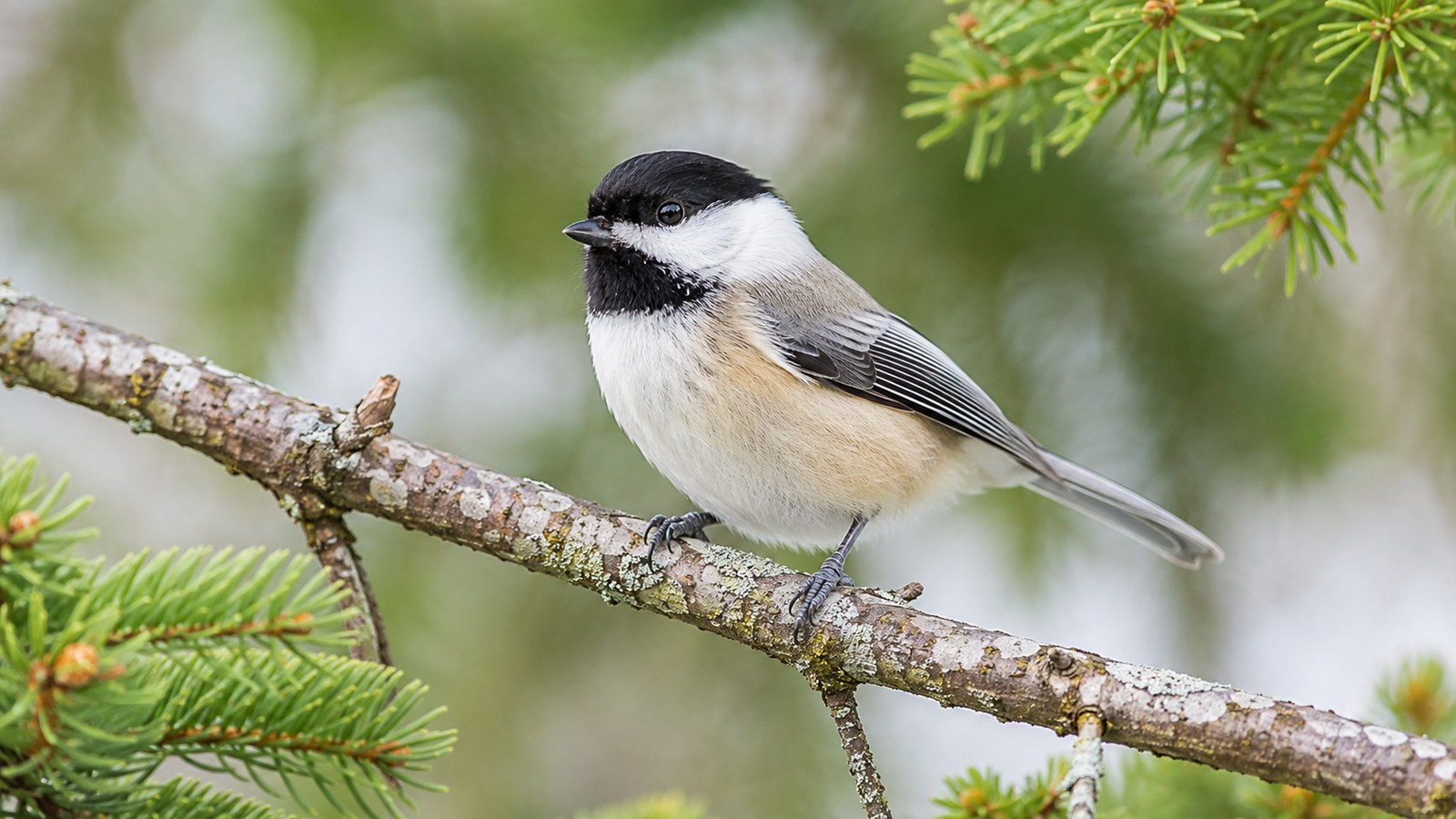 An American Goldfinch perched on a conifer branch