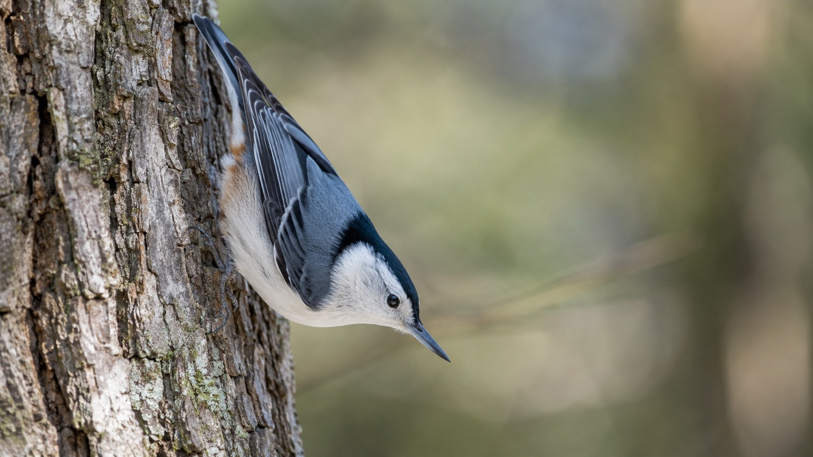 Downy Woodpecker clinging to a tree trunk