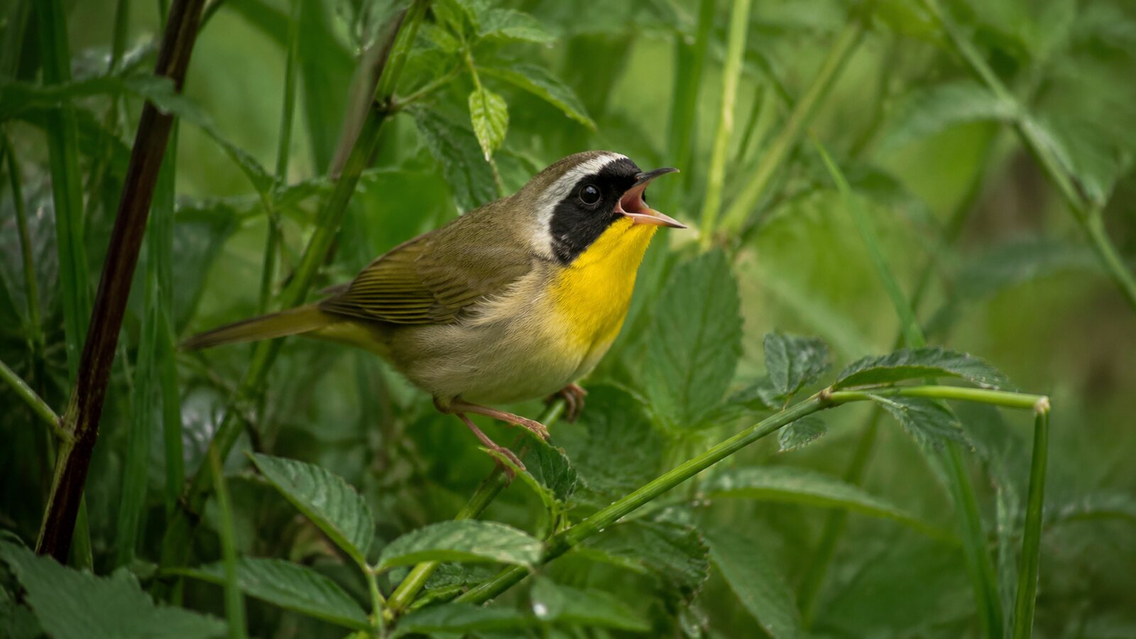 Male Common Yellowthroat singing in dense wetland-edge vegetation