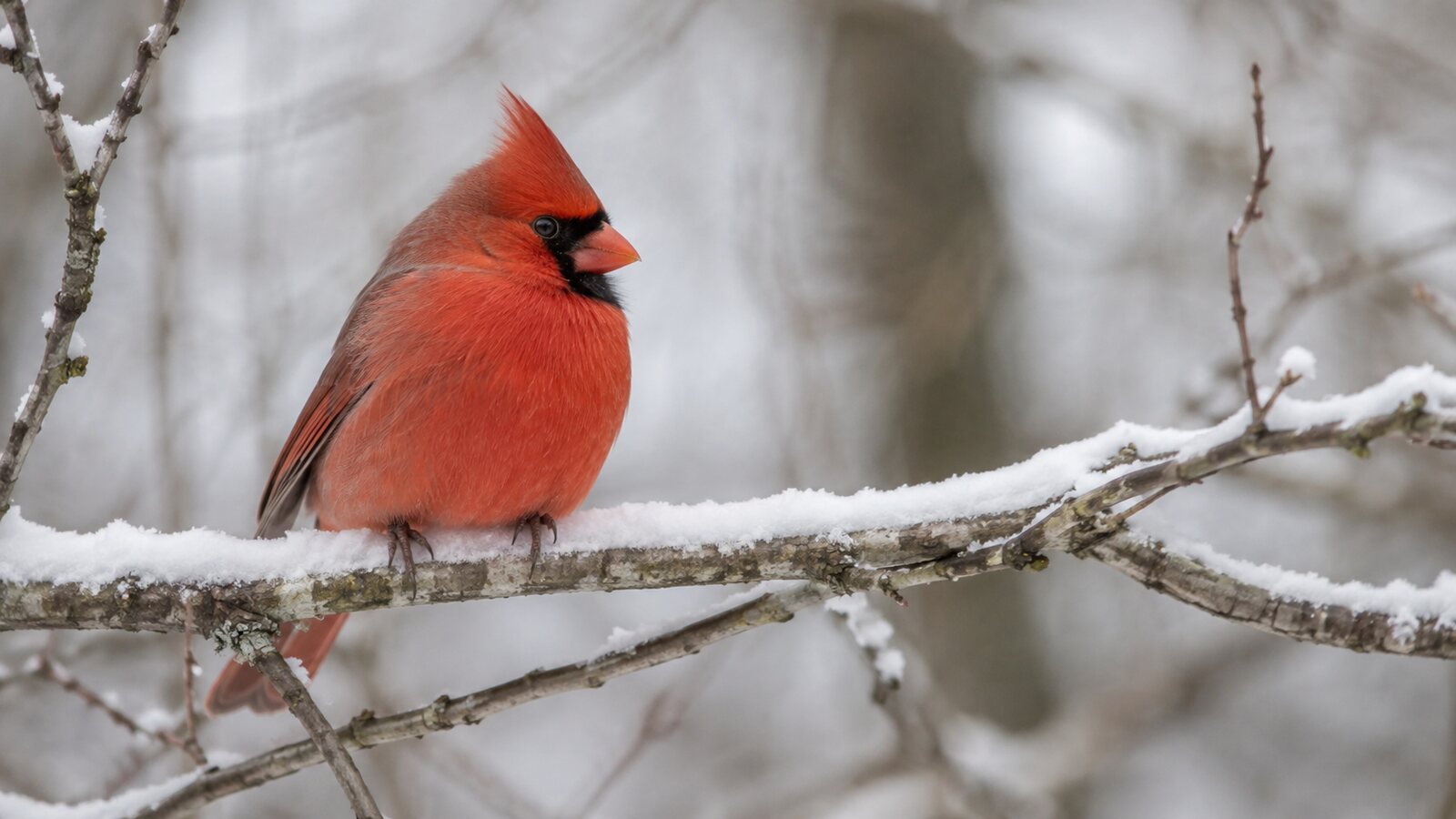 A Northern Cardinal with naturally fluffed feathers on a snowy winter branch