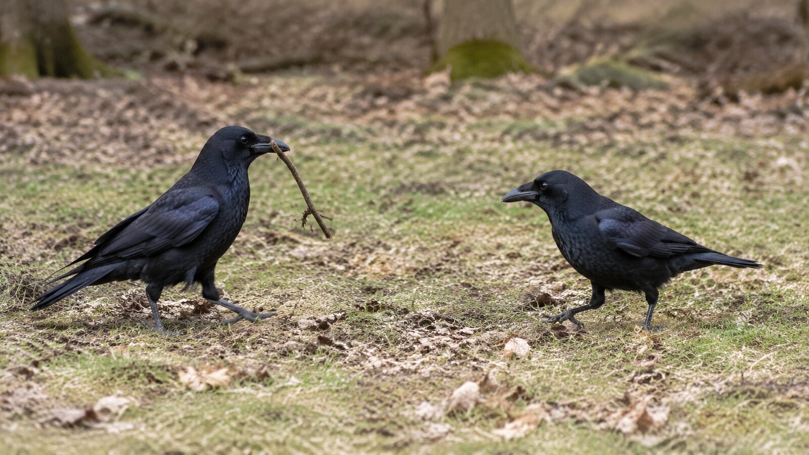 Two curious crows investigating and moving a small natural object on the ground