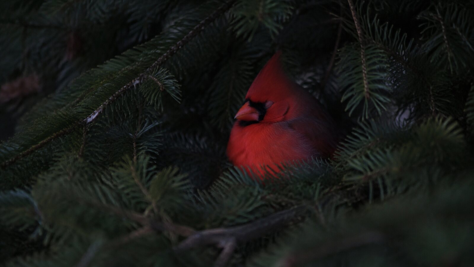 A Northern Cardinal sleeping inside dense evergreen foliage after sunset