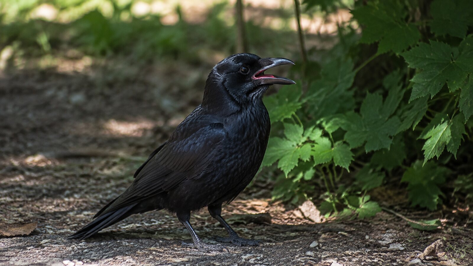 An American Crow cooling in shade with its bill slightly open