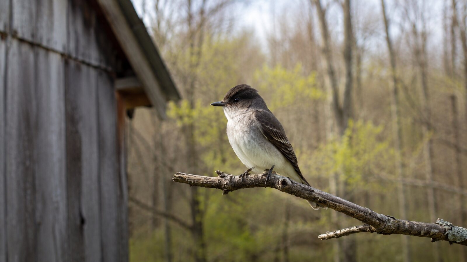 Eastern Phoebe perched beside an old barn at a woodland edge