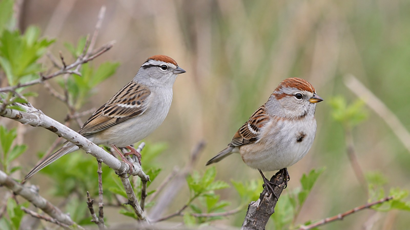 Two brown sparrows perched among spring branches on the Fox Sparrow vs Song Sparrow guide