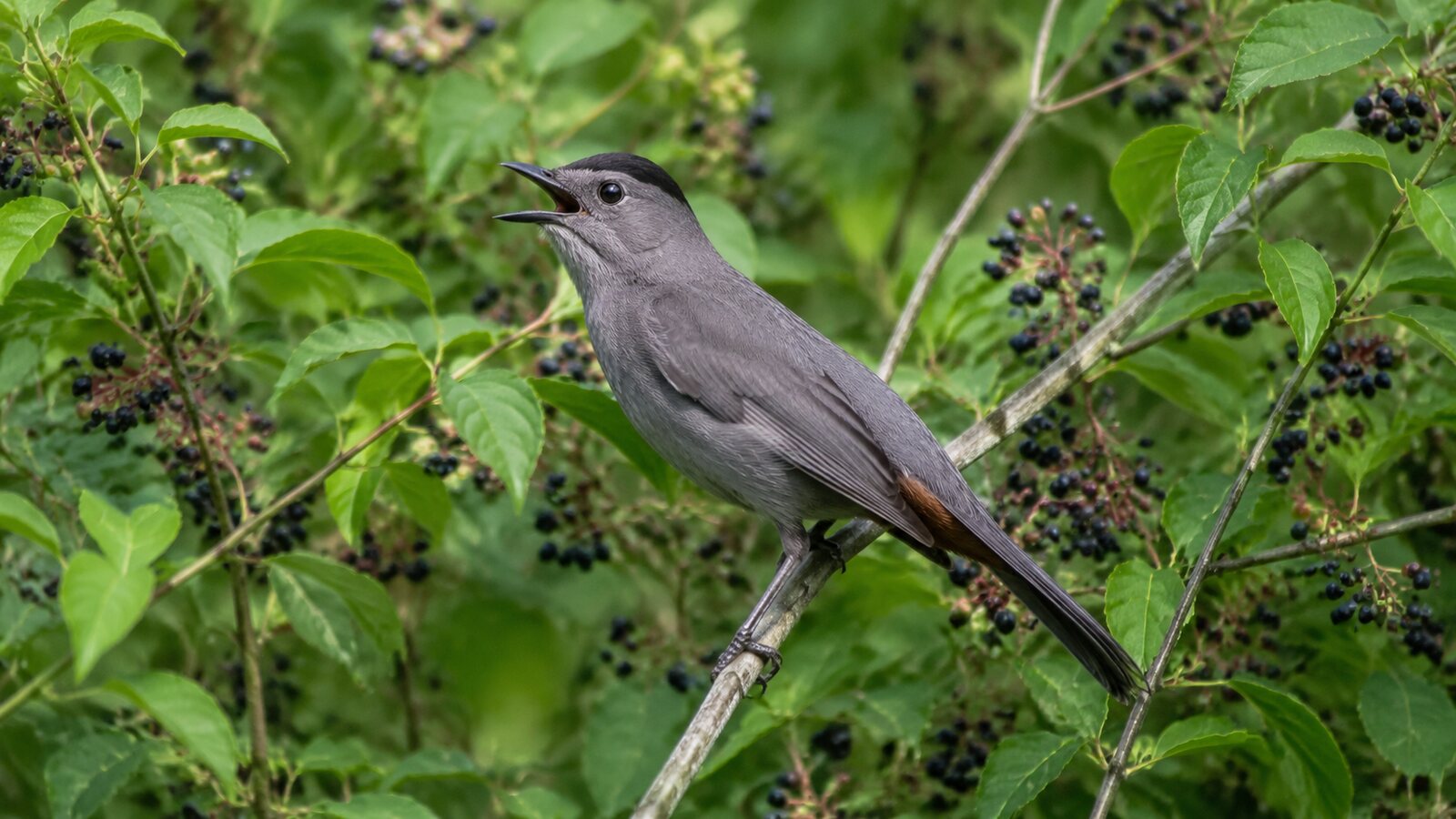 Gray Catbird calling from a berry-filled woodland thicket