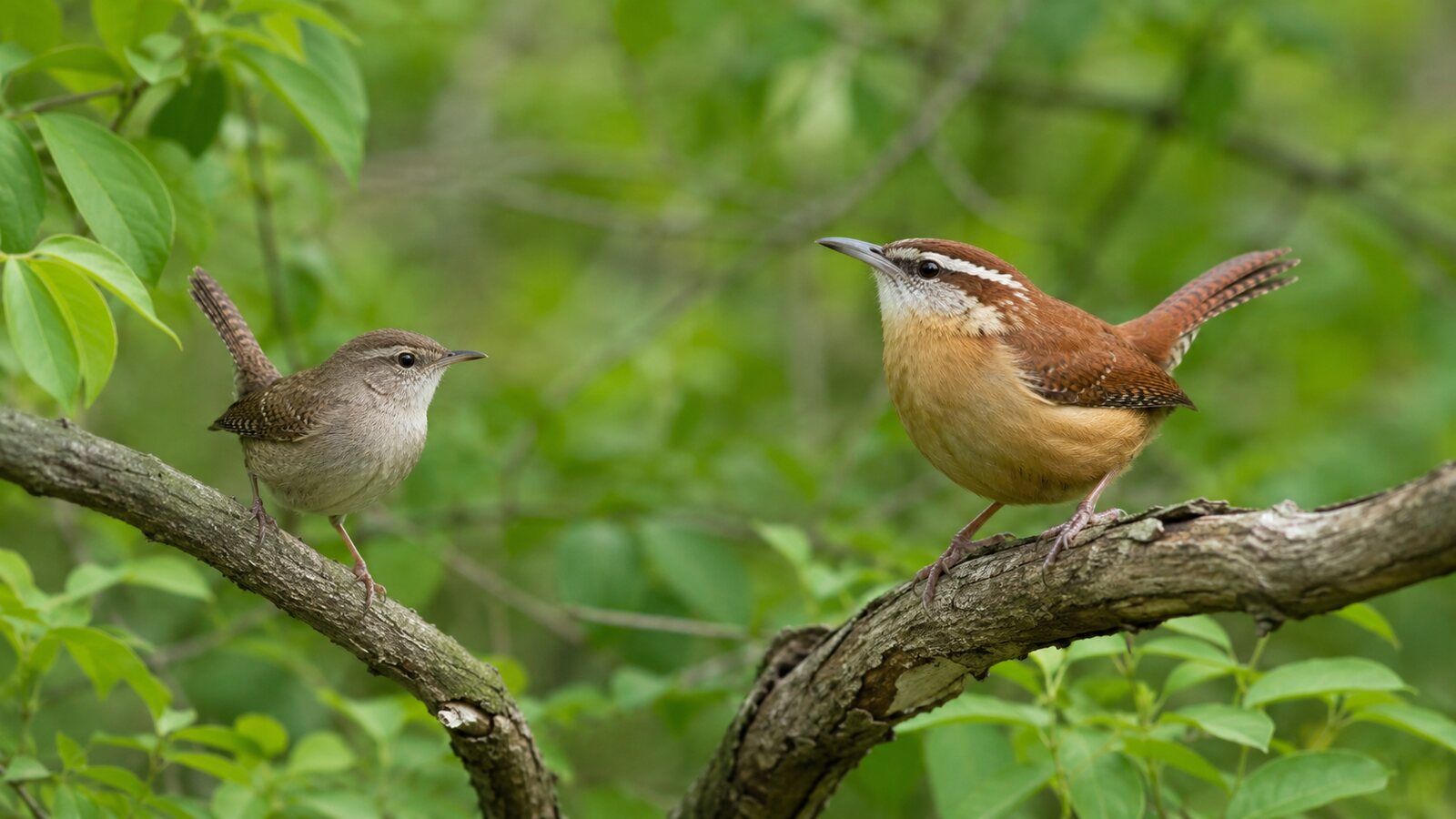 House Wren and Carolina Wren perched on separate branches for comparison