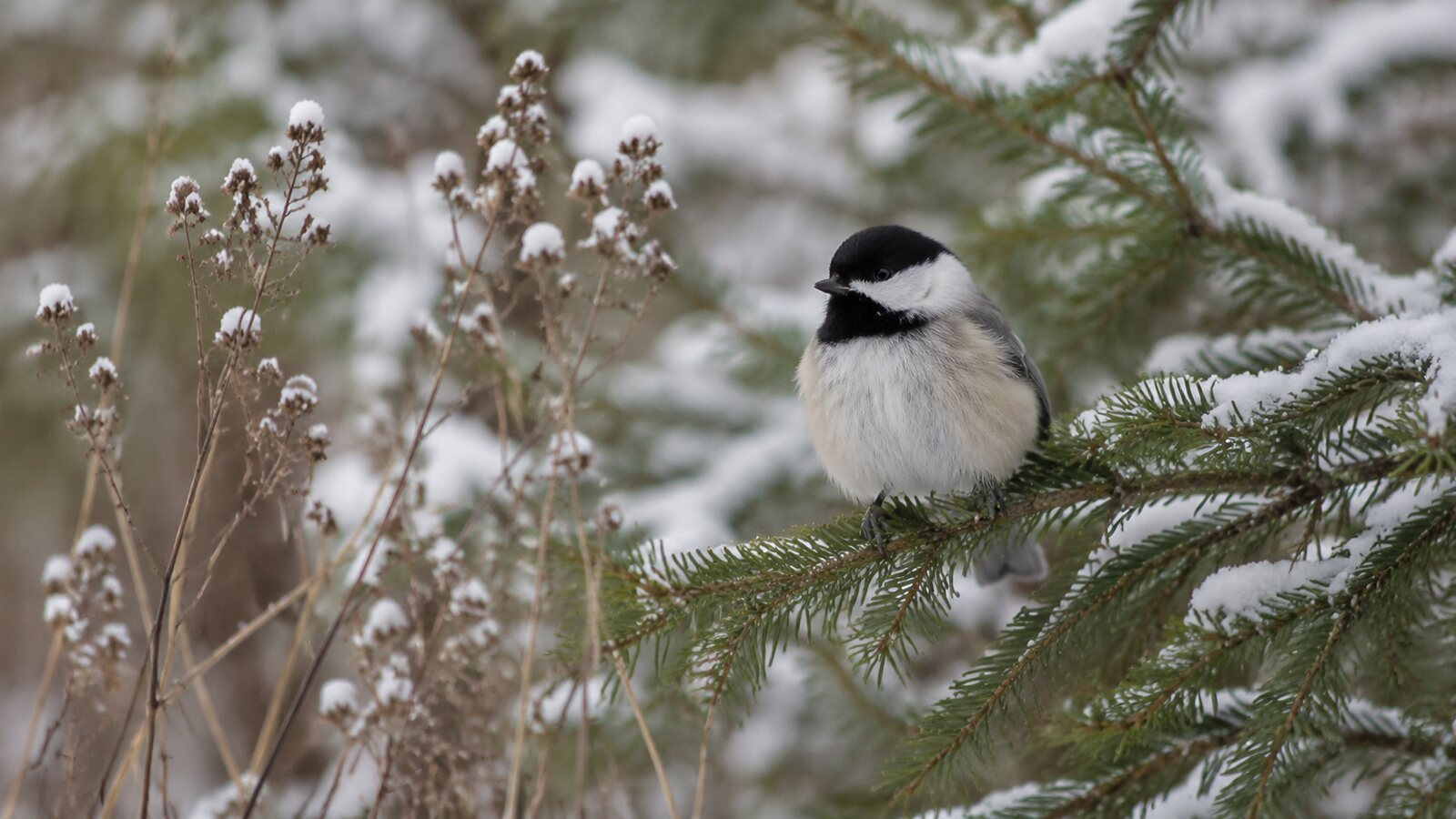 A small North American songbird with fluffed feathers perched naturally during cold winter weather