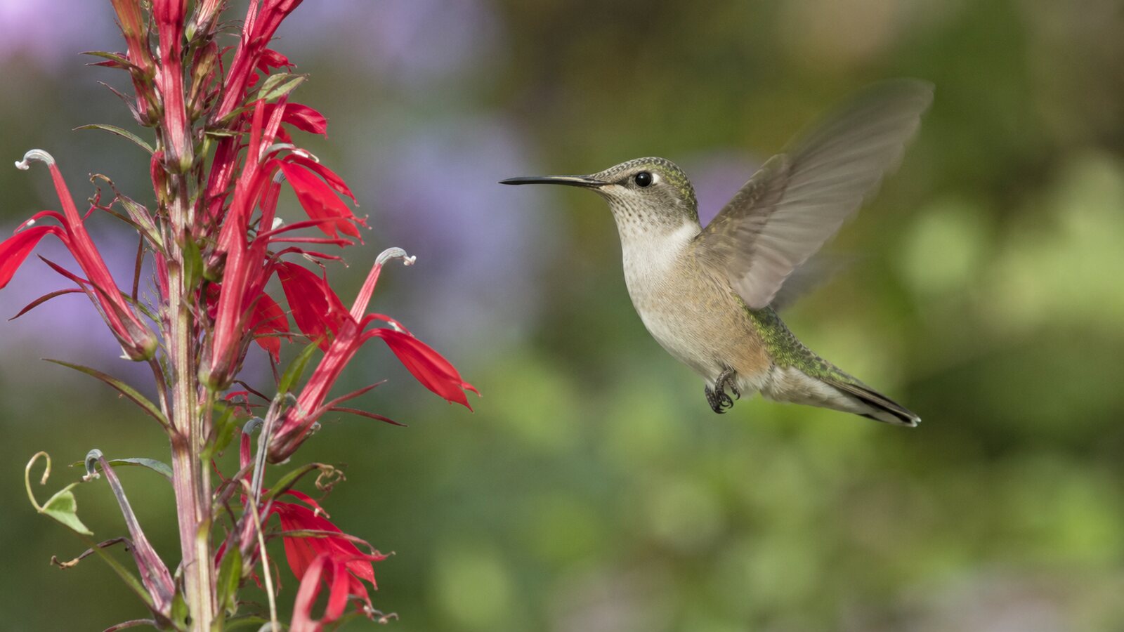 A Ruby-throated Hummingbird hovering beside red cardinal flowers during active flight