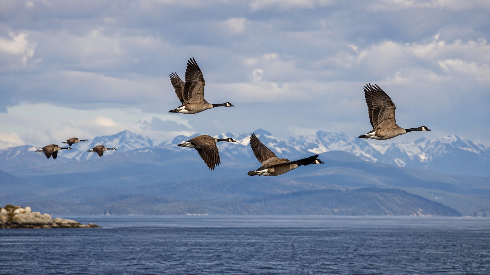 Canada Geese flying above a broad coastline and distant mountains