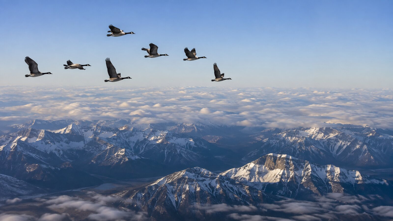 Migrating wild birds flying high above a broad North American landscape
