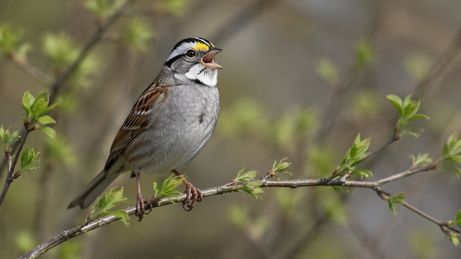A White-throated Sparrow singing from a woodland shrub