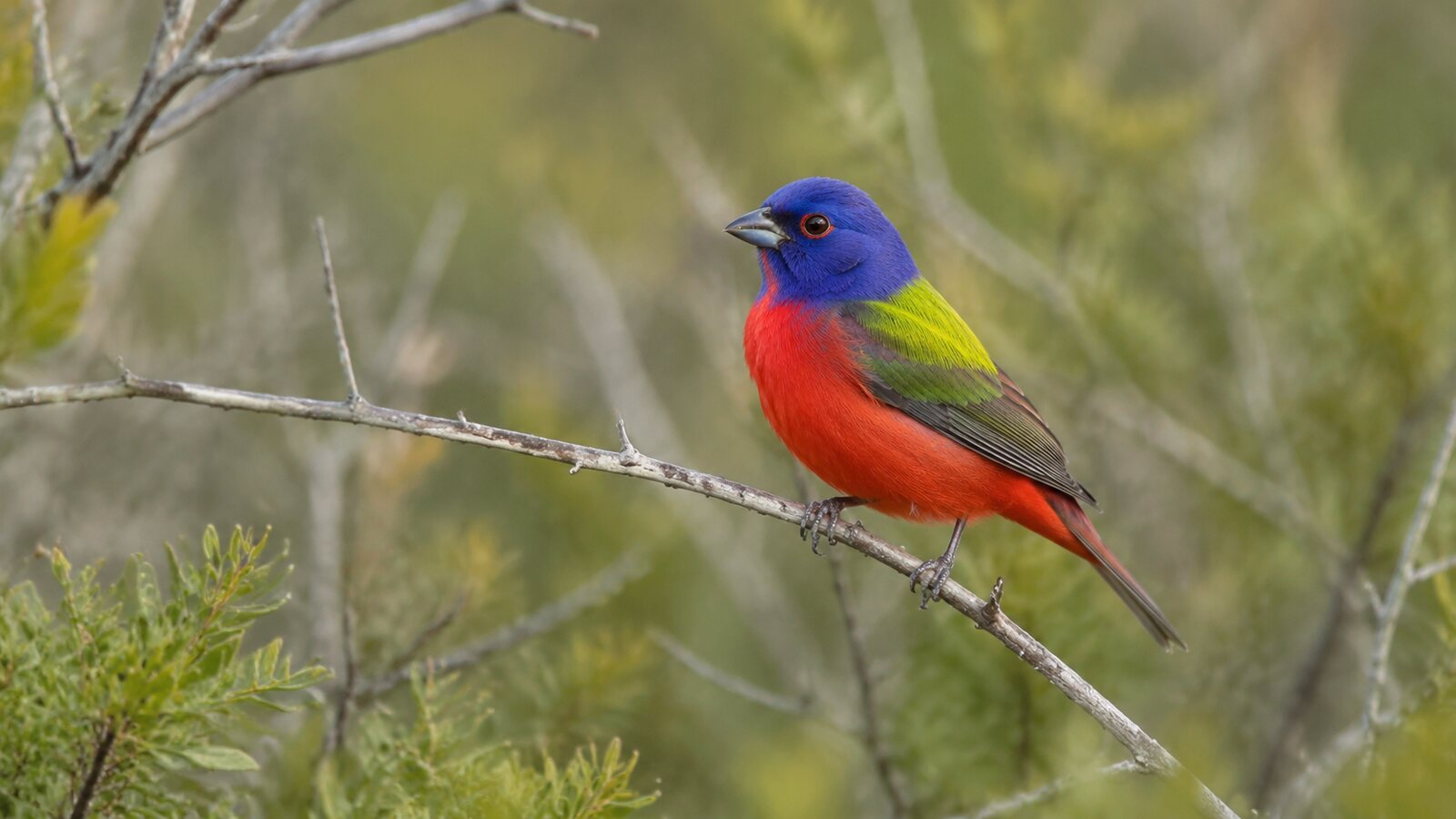 A colourful male Painted Bunting perched in natural habitat