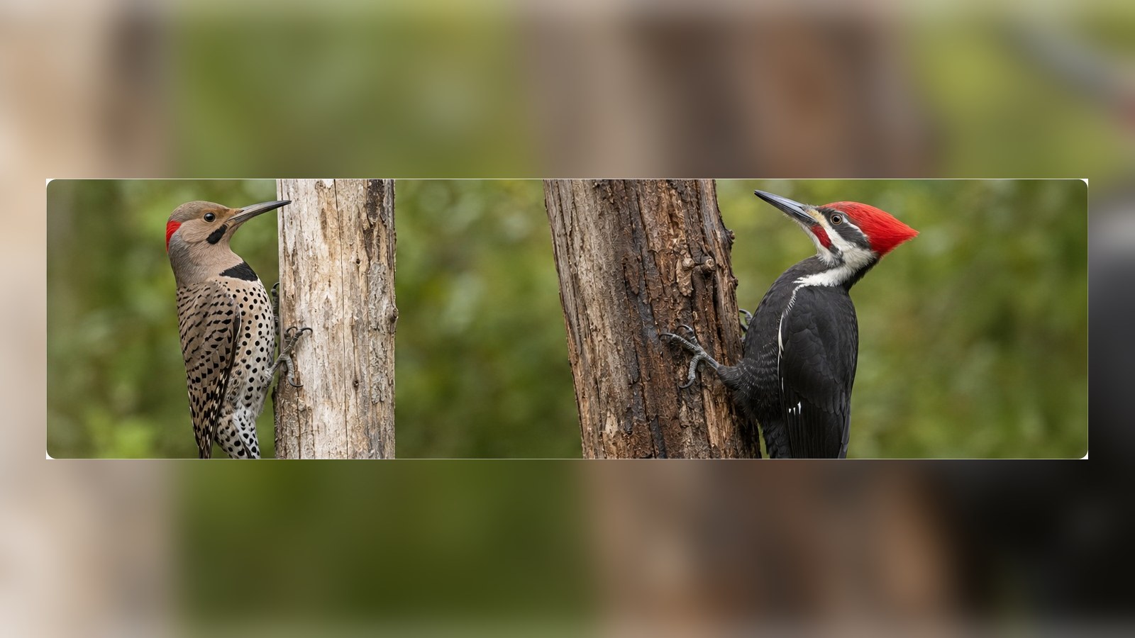 A Pileated Woodpecker in mature woodland