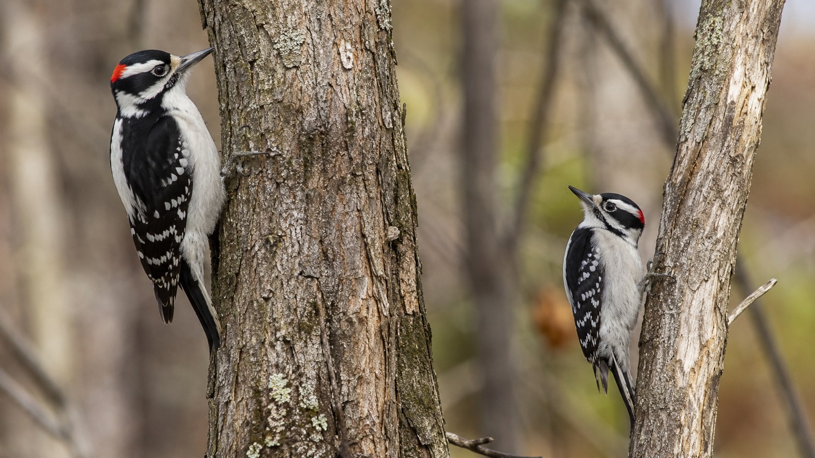 Two woodpeckers clinging to tree trunks on the Red-bellied vs Red-headed Woodpecker guide