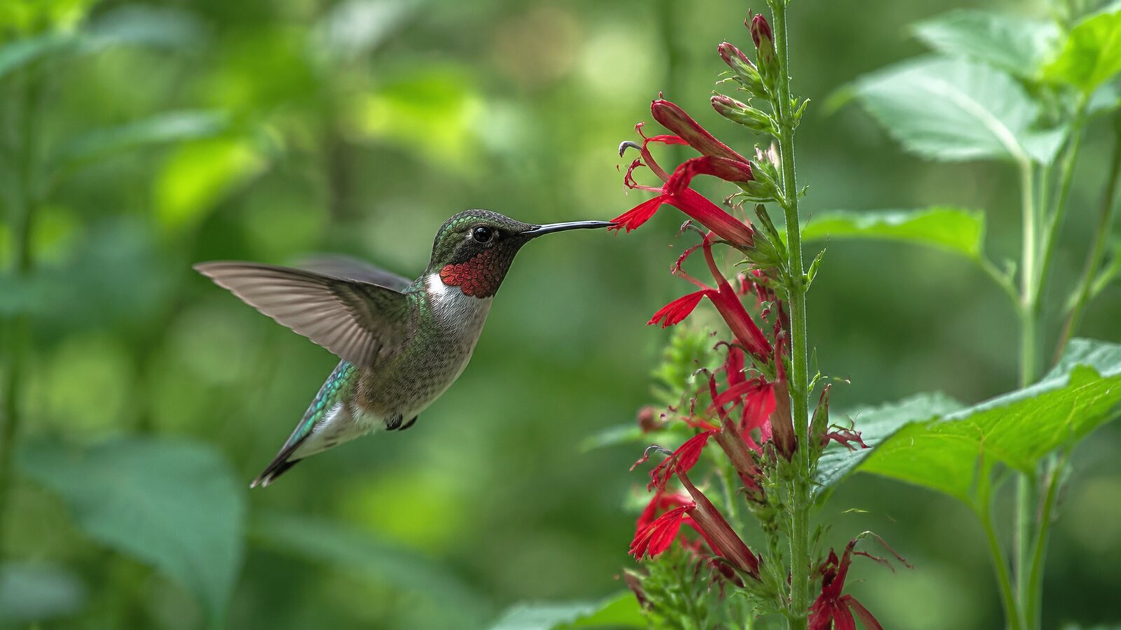 Adult male Ruby-throated Hummingbird perched near flowers in a natural eastern North American setting