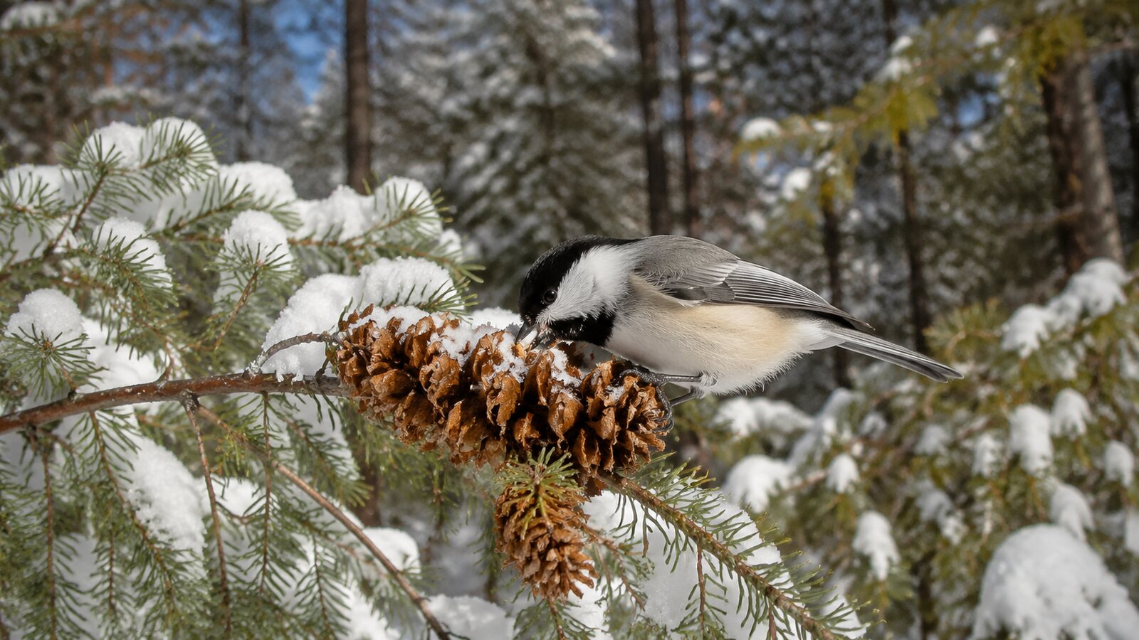 A Black-capped Chickadee feeding among snowy conifer branches in winter