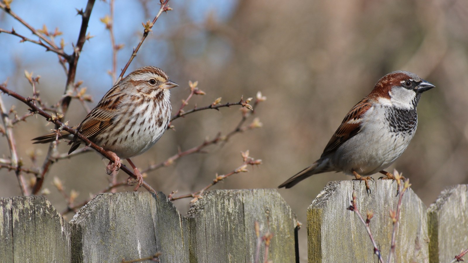 A Song Sparrow and House Sparrow shown side by side for shape and plumage comparison