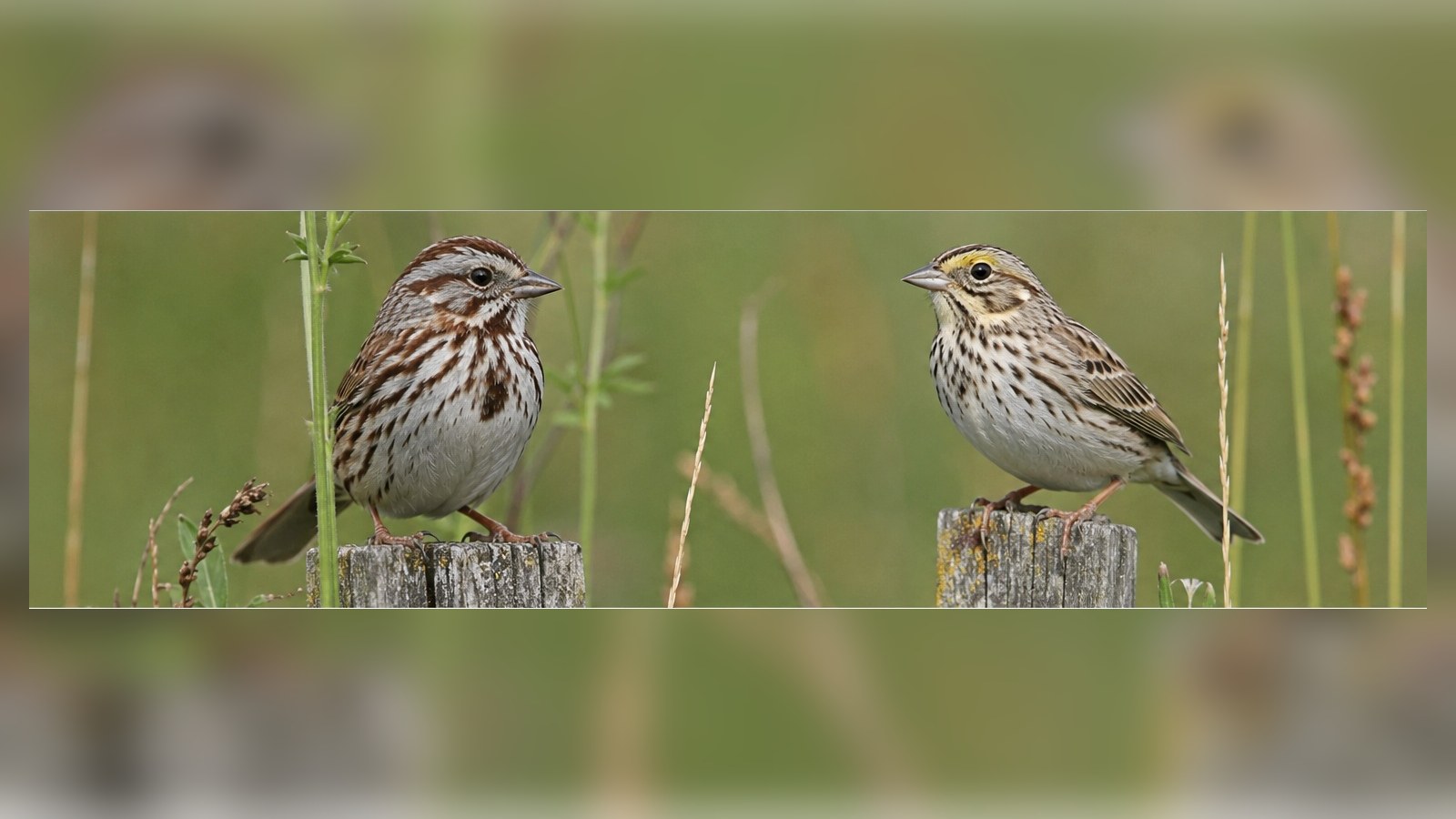 Song Sparrow and Savannah Sparrow perched in grassy habitat for comparison