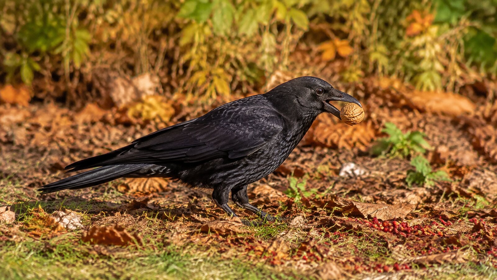 An American Crow holding a walnut while foraging in autumn leaf litter