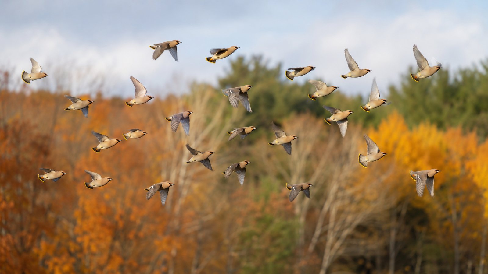 A flock of Cedar Waxwings flying together above an autumn woodland