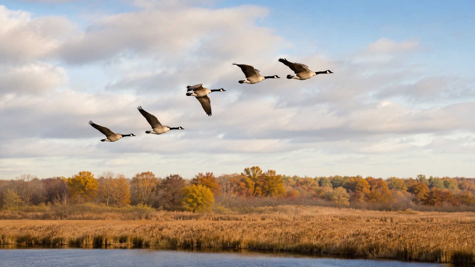 A flock of North American migratory birds flying across an open seasonal landscape