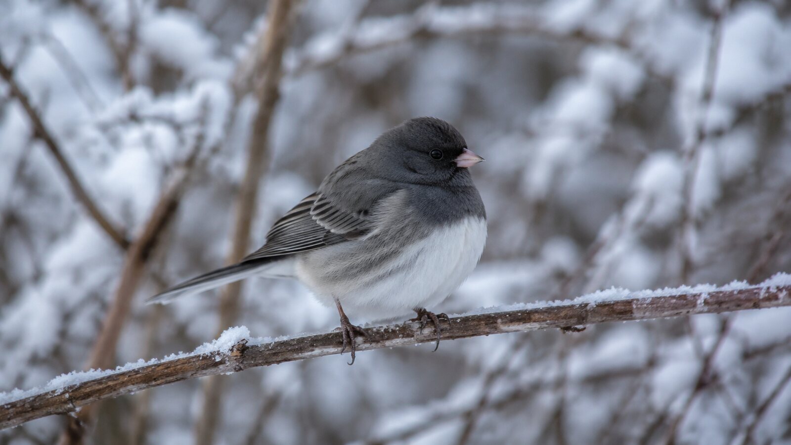 A small wild North American bird naturally puffing its feathers on a cool day