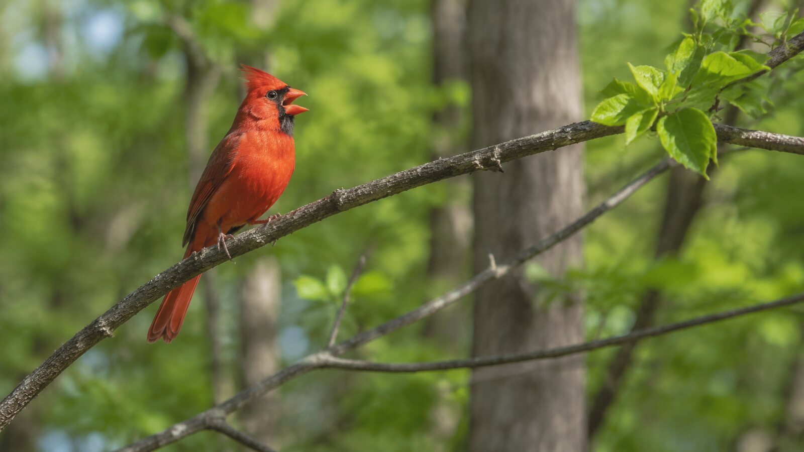 A male Northern Cardinal singing from a woodland branch