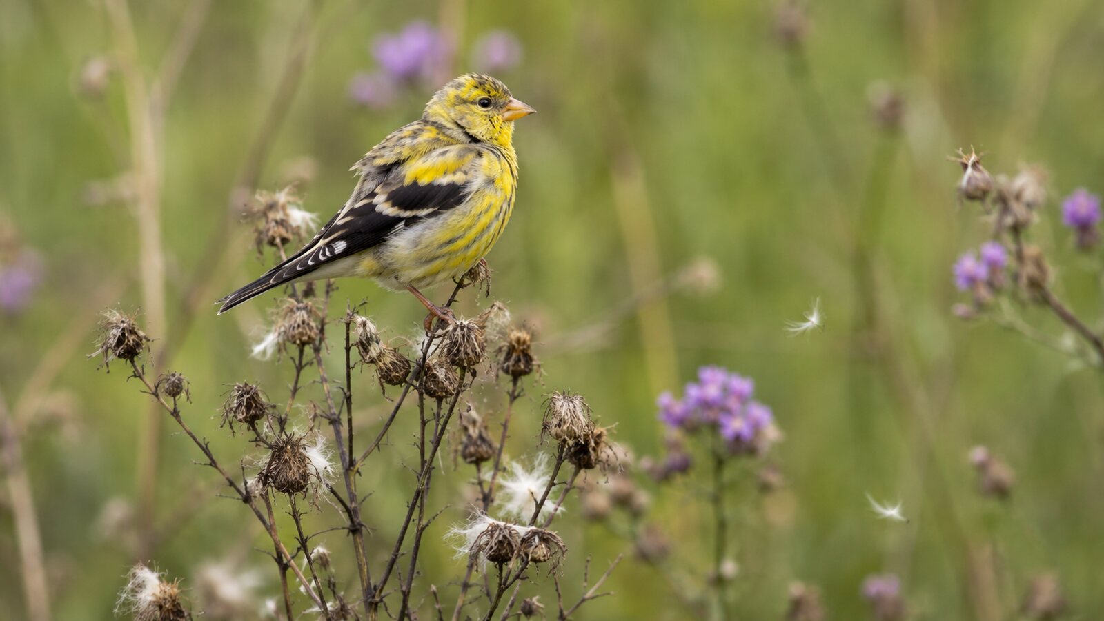 A realistic North American songbird naturally replacing worn feathers during molt
