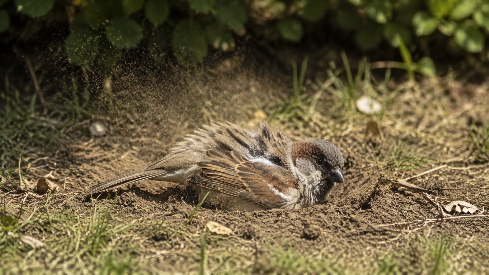 A wild sparrow flapping in a patch of fine dry soil during a dust bath